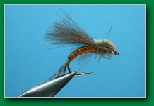 mayfly_emerger