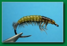 oliver_edwards_hydropsyche_larva