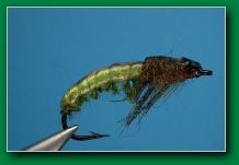 le_caddis_larva