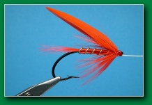 scarlet_ibis