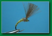 olive_shuttlecock_emerger