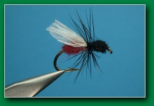 two_tone_flying_ant
