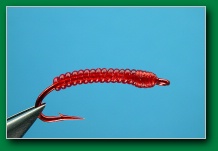 bloodworm