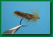 scotch_wing_sedge