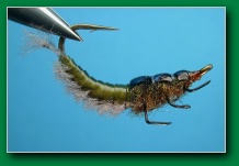 marbled_sedge_larva