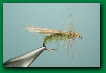 green_body_tan_wing_caddis