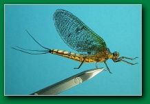 mayfly