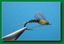 biot_body_bwo_emerger