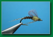 biot_body_bwo_emerger