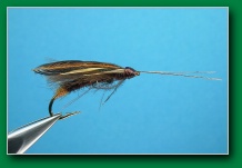 caddis_imago