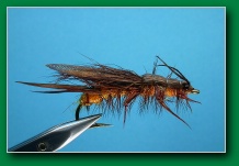 adult_stonefly