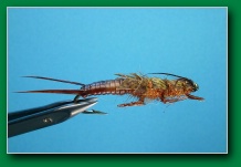 nymph_stonefly