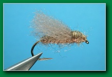 swedish_sedge