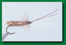 tent_wing_caddis