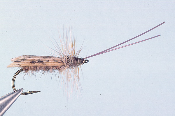 Tent Wing Caddis