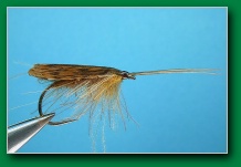 tape_wing_adult_sedge_dark