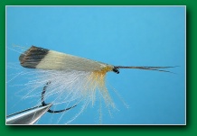 tape_wing_adult_sedge_light