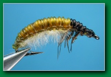 woven_caddis_larva