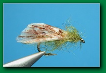 zingwing_caddis