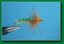 poly_pupa_rhycophila